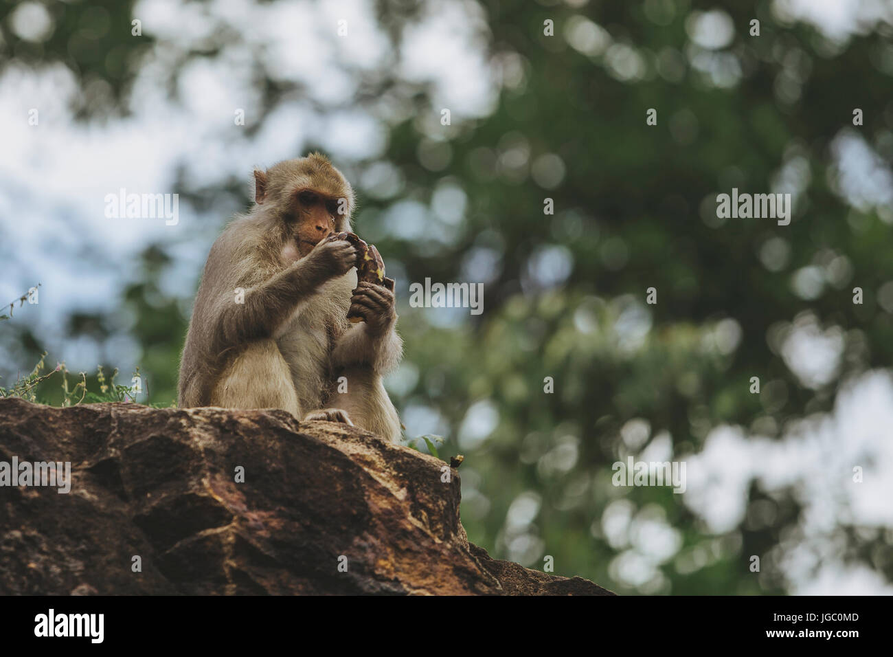 Affe am Po Win Taung Höhle - Monywa - Sagaing Region - Norden Myanmars Stockfoto