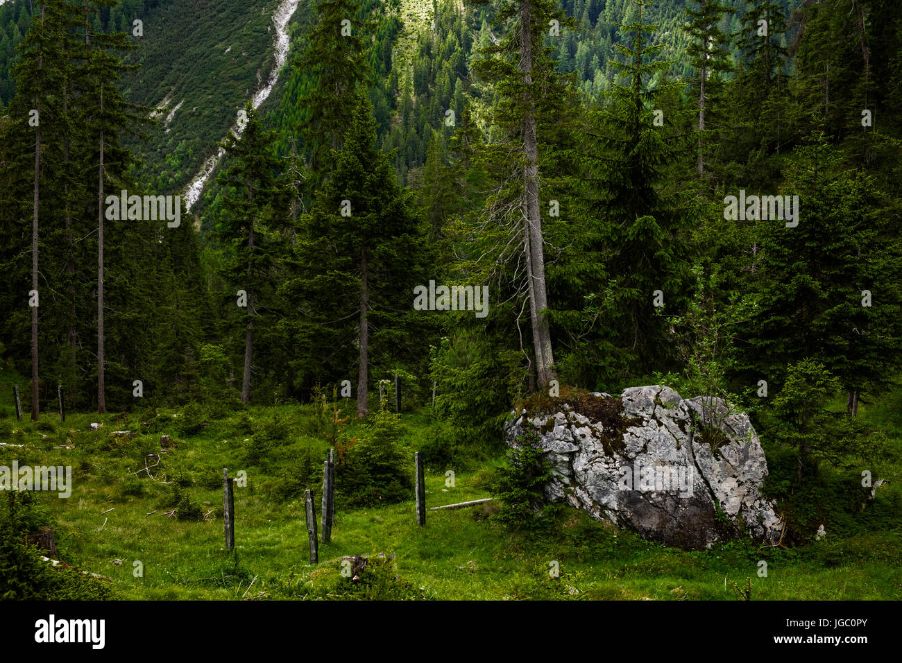Felsen tanne -Fotos und -Bildmaterial in hoher Auflösung – Alamy