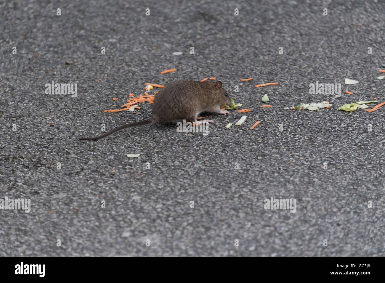 Braune Ratte, Rattus Norvegicus, Essen Speisereste links in einem Fast-Food Restaurant Parkhaus. Penrith, Cumbria. Stockfoto