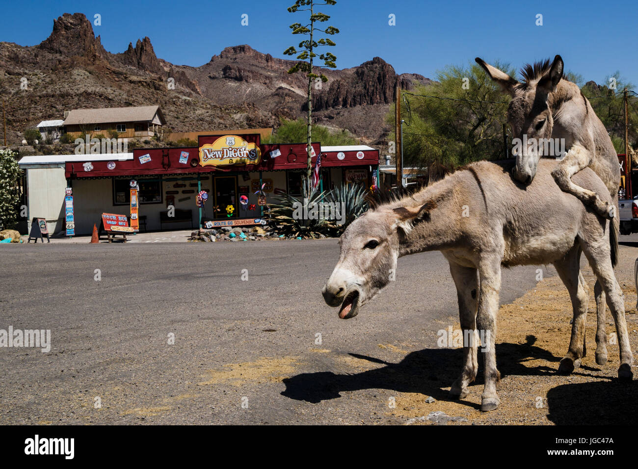 Oatman, Arizona, USA Stockfoto