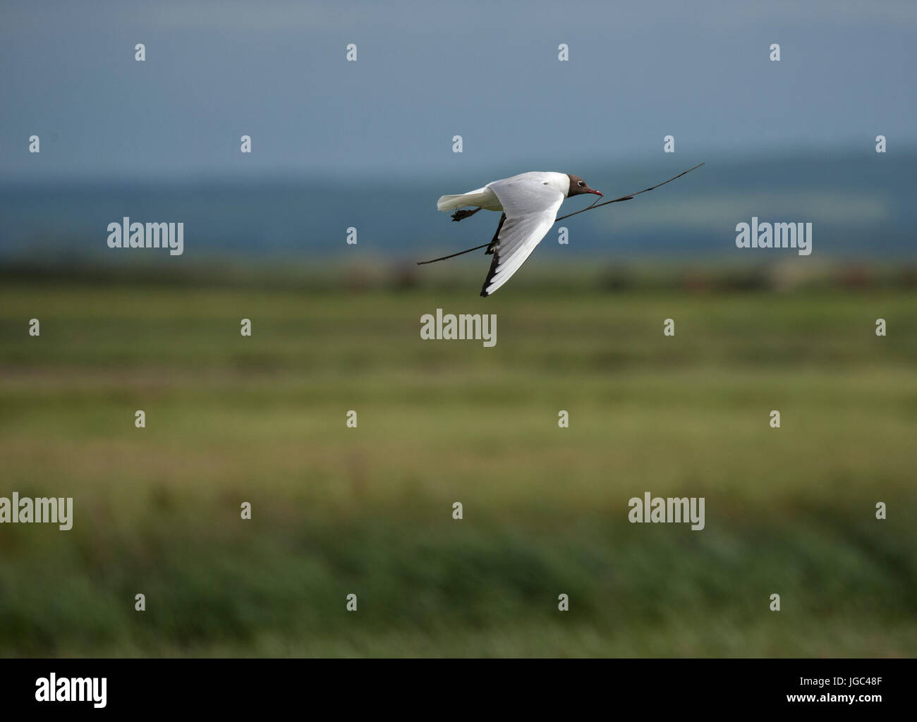 Schwarze Leitung Möwe im Flug mit stick Stockfoto