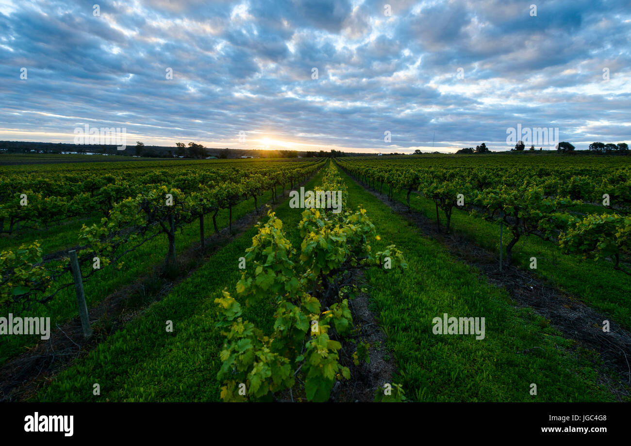 Weingut in Südaustralien Stockfoto