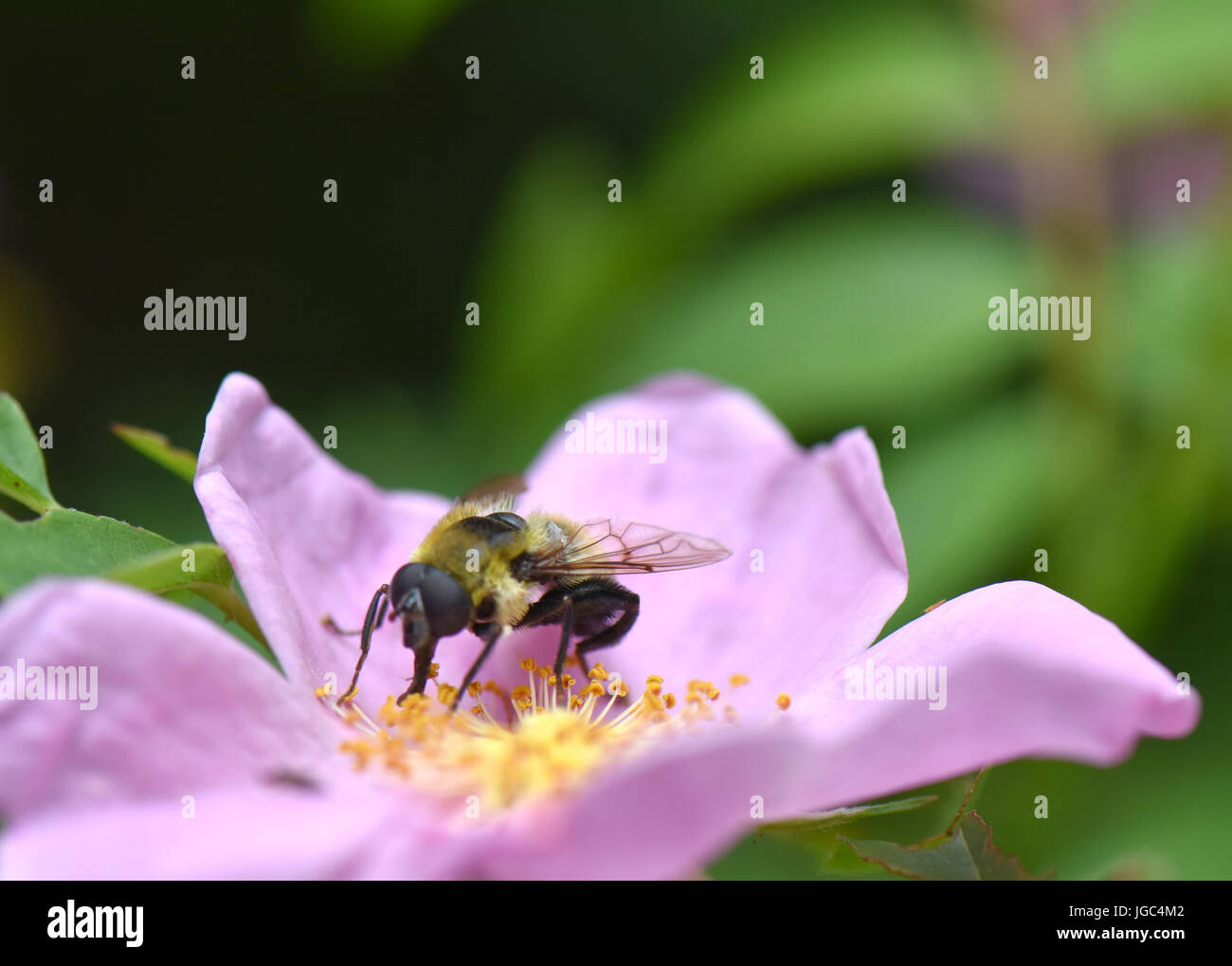 Eine Biene sammelt Pollen von einer Blume Rosa Rugosa. Stockfoto