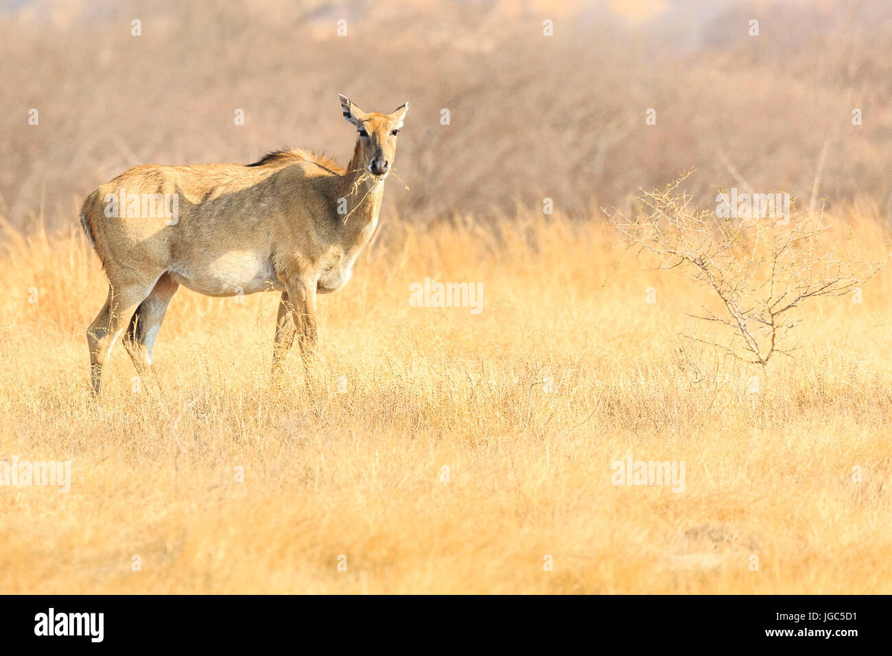 Vier-gehörnte Antilope, Ranthambhore Tiger Reserve, Rajasthan, Indien Stockfoto