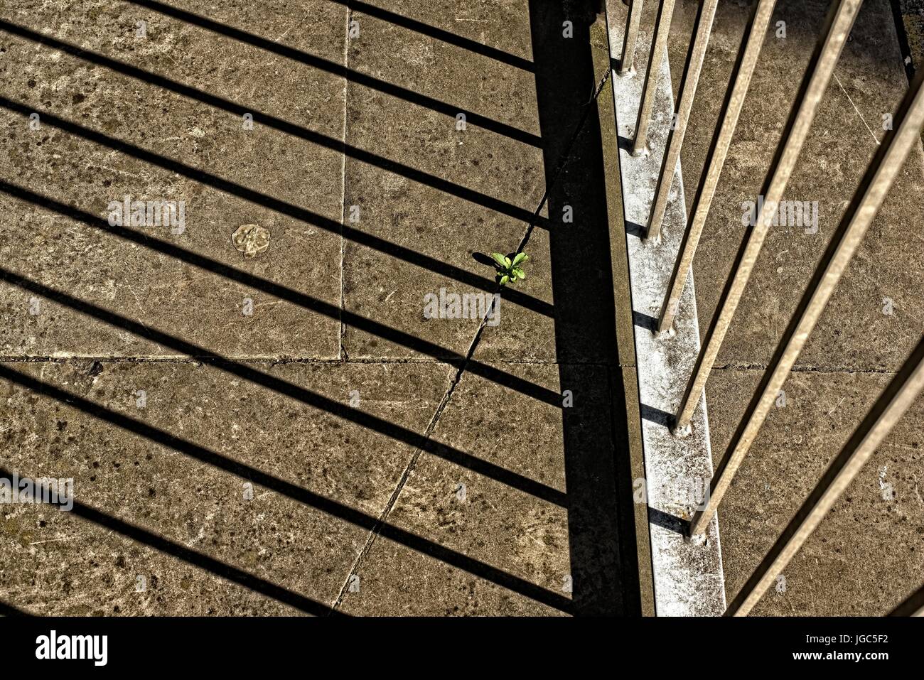 Abstraktes Bild des Pflanzenwachstums auf kargen Pflasterplatten, ein einsamer Überlebender gegen den Beton Stockfoto