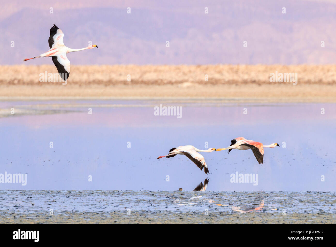 Anden Flamingo, Los Flamencos Nationalreservat, Atacamawüste, Chile Stockfoto