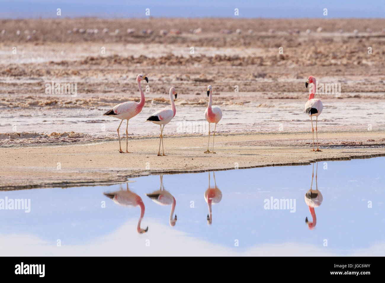 Anden Flamingo, Los Flamencos Nationalreservat, Atacamawüste, Chile Stockfoto