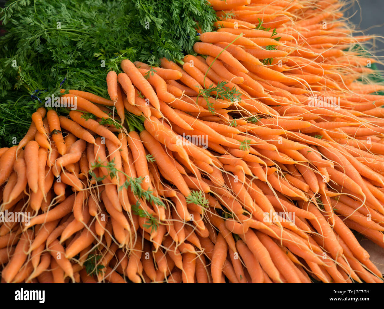 Haufen von frische, rohe Karotten auf einem Bauernmarkt. Stockfoto