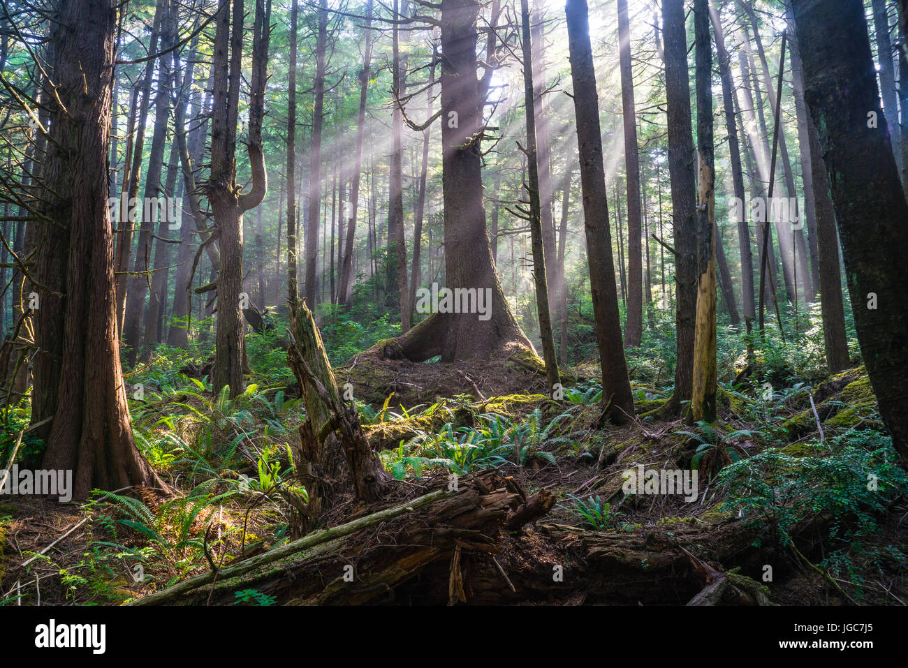 Strahlen der Sonne durch den Regen Wald der Olympic National Park. Stockfoto