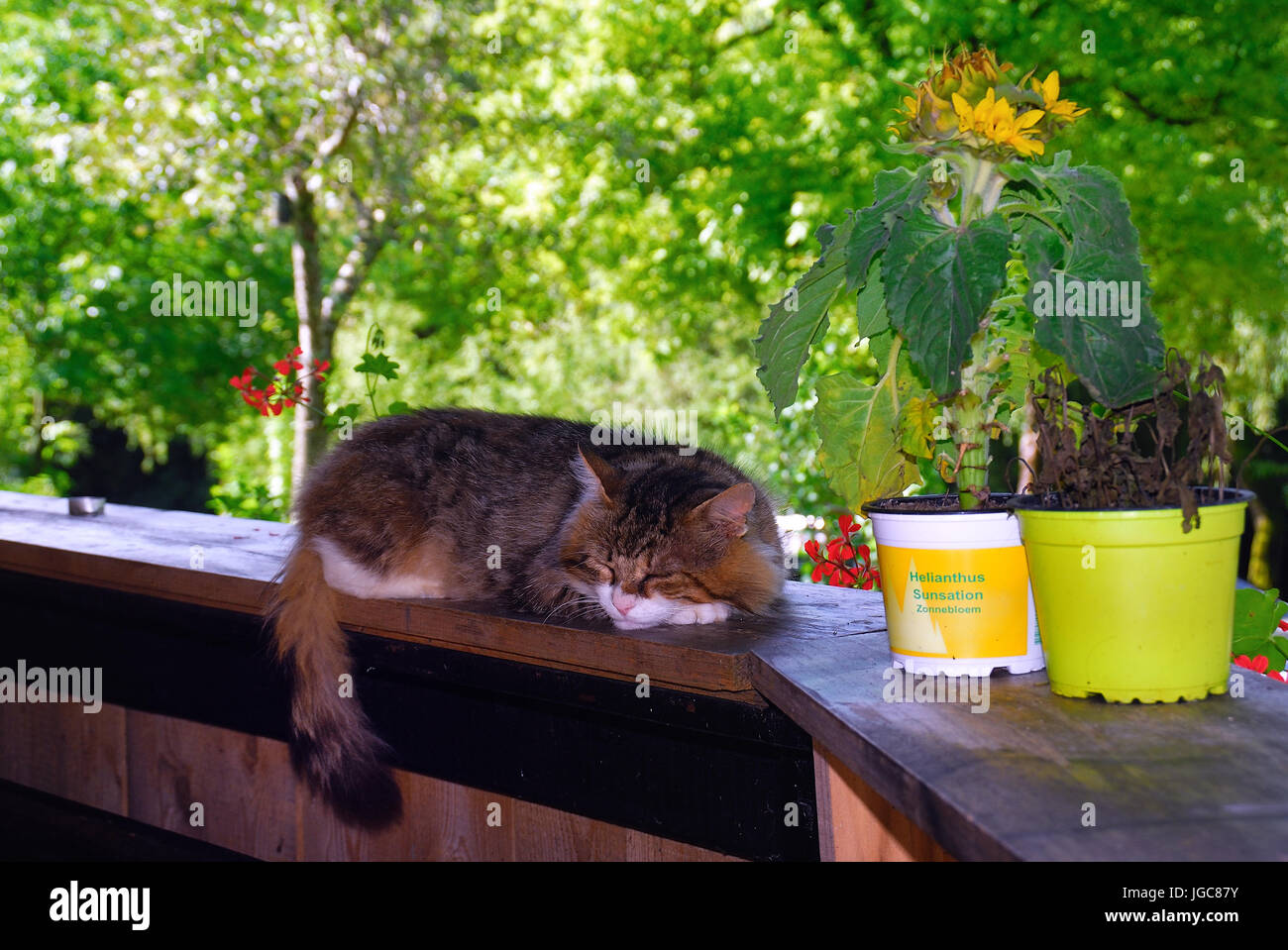 Slowenien, Soca-Tal, Volarje Dorf. Eine Katze schläft auf der Fensterbank der Rezeption des Campingplatzes Camp Vili. Stockfoto