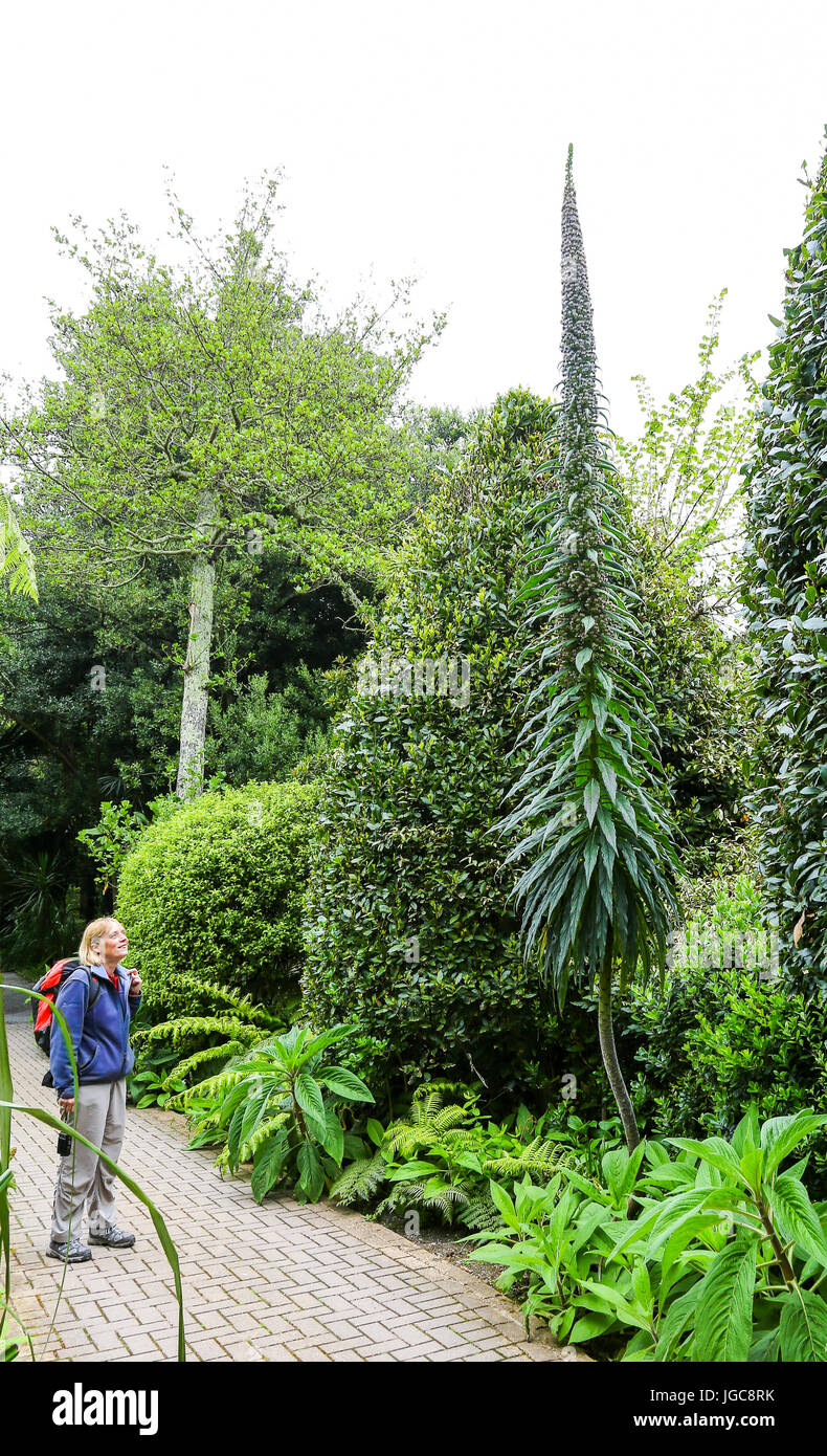 Eine Frau stand neben einem Baum Echium (Echium Pininana) oder Giant Viper Bugloss bei Tresco Abbey Gardens, Tresco Insel, Isles of Scilly, England, UK Stockfoto Eine Frau stand neben einem Baum Echium (Echium Pininana) oder Giant Viper Bugloss bei Tresco Abbey Gardens, Tresco Insel, Isles of Scilly, England, UK Stockfoto