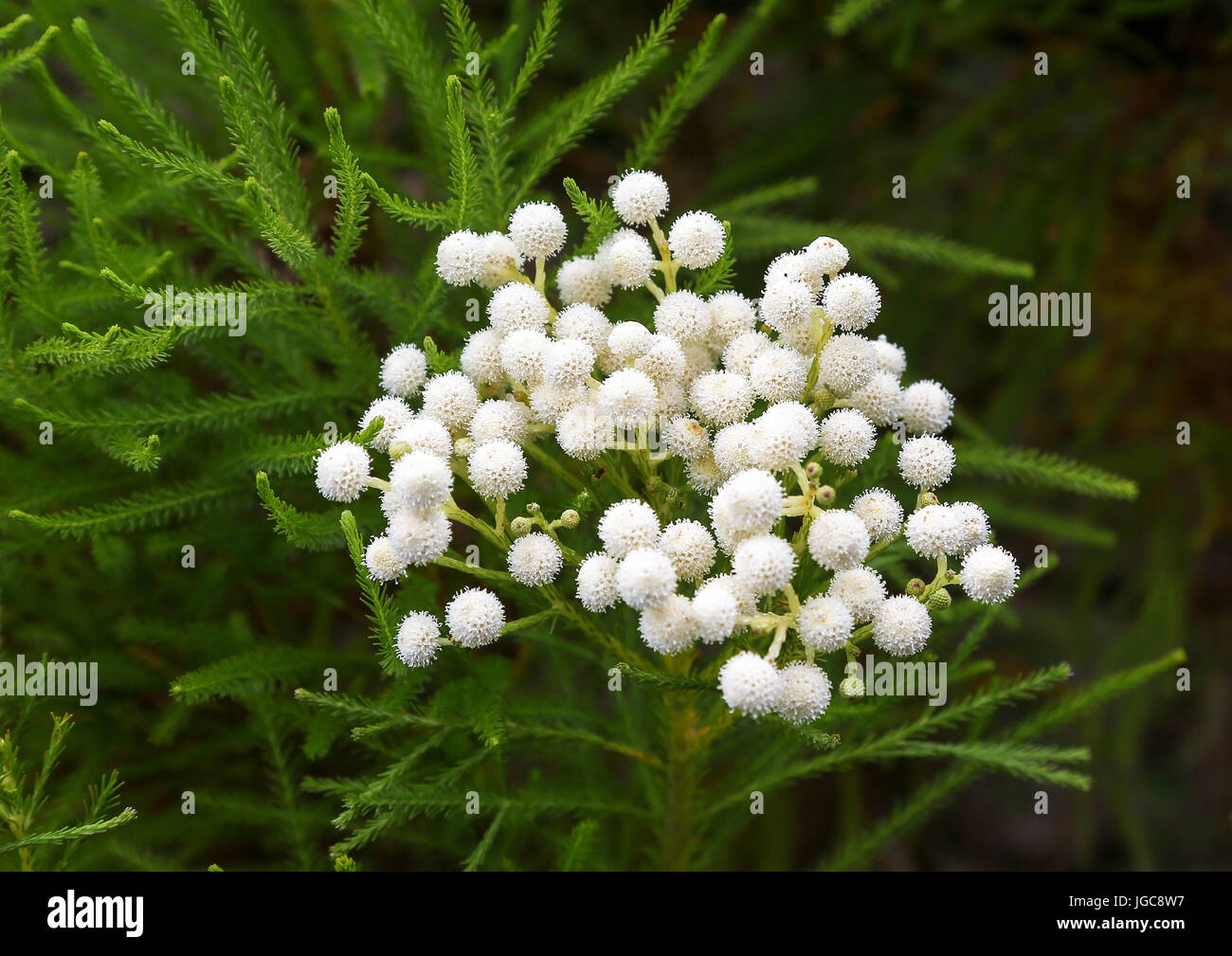 Die weißen Blüten des Berzelia Lanuginosa in Tresco Abbey Gardens, Tresco Insel, Isles of Scilly, England, Vereinigtes Königreich. Stockfoto Die weißen Blüten des Berzelia Lanuginosa in Tresco Abbey Gardens, Tresco Insel, Isles of Scilly, England, Vereinigtes Königreich. Stockfoto