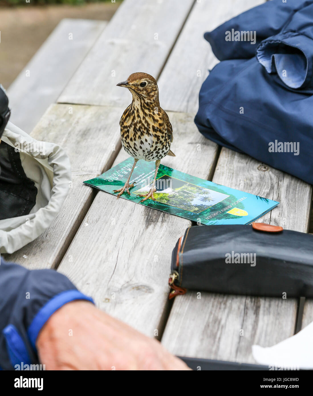 Ein nahezu zähmen wilde Singdrossel Vogel (Turdus Philomelos) bei Tresco Abbey Gardens, Tresco Insel, Isles of Scilly, England, Vereinigtes Königreich. Stockfoto Ein nahezu zähmen wilde Singdrossel Vogel (Turdus Philomelos) bei Tresco Abbey Gardens, Tresco Insel, Isles of Scilly, England, Vereinigtes Königreich. Stockfoto