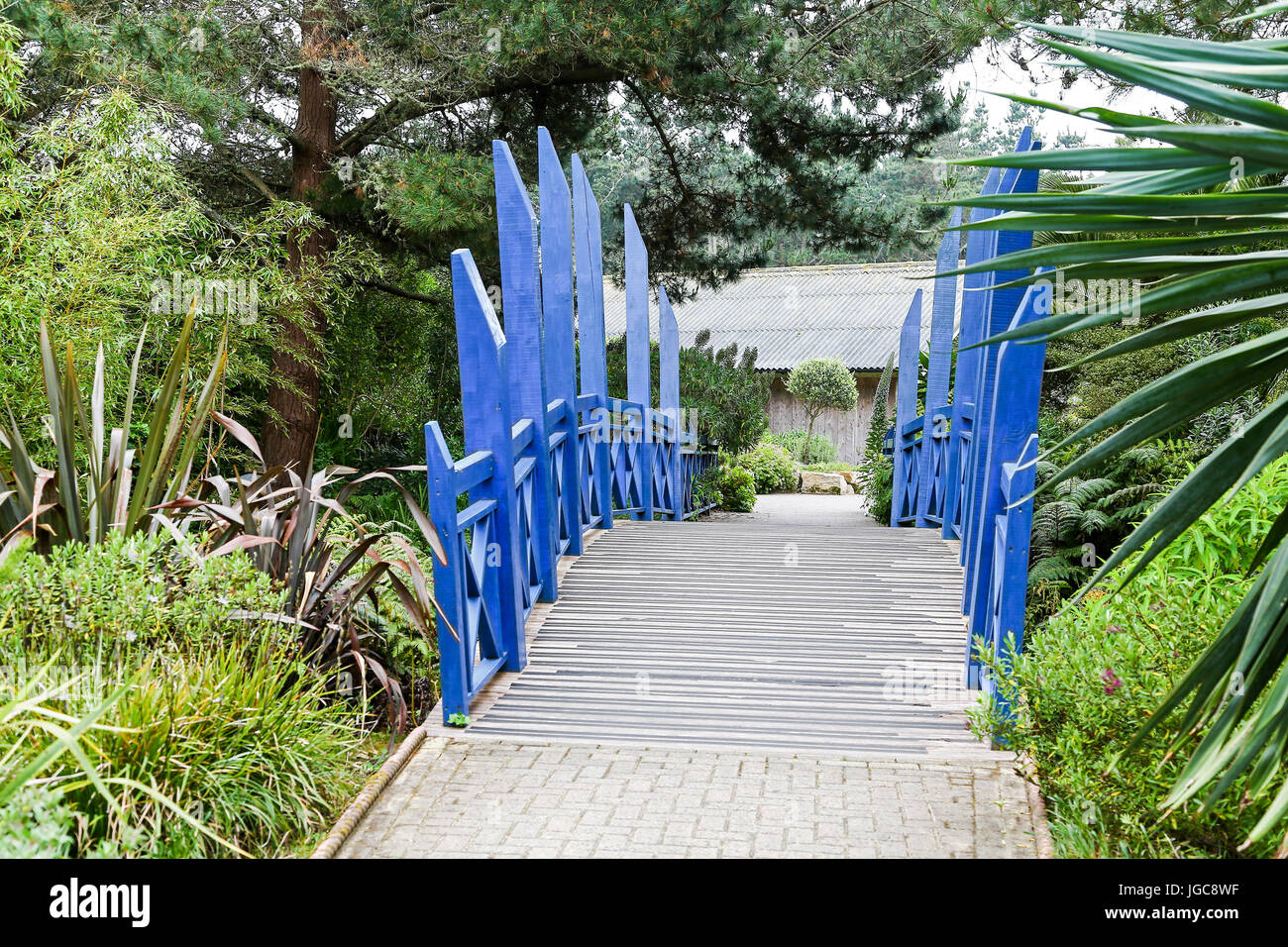 Eine blau lackierten hölzernen Brücke bei Tresco Abbey Gardens, Tresco Insel, Isles of Scilly, England, Vereinigtes Königreich. Stockfoto Eine blau lackierten hölzernen Brücke bei Tresco Abbey Gardens, Tresco Insel, Isles of Scilly, England, Vereinigtes Königreich. Stockfoto