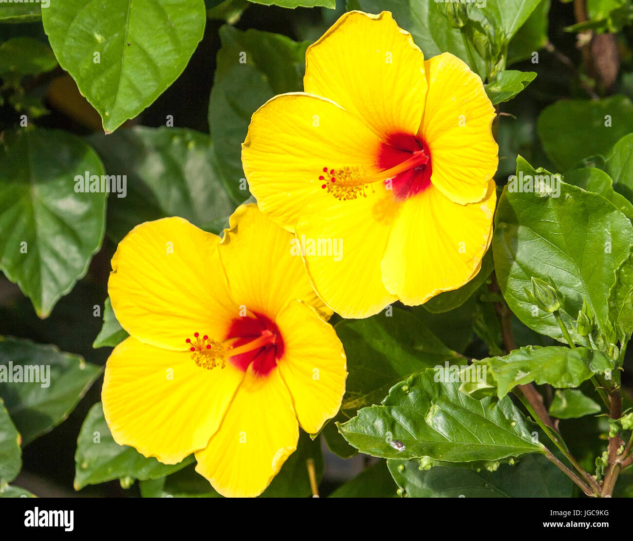 Yellow hibiscus state flower hawaii Fotos und Bildmaterial in hoher