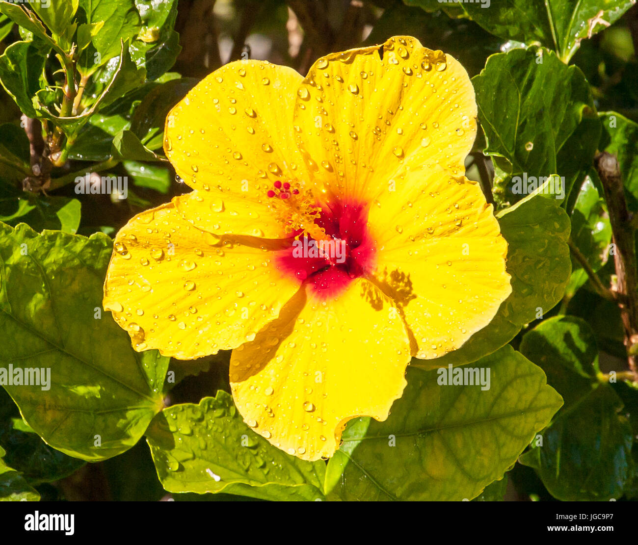 Yellow hibiscus state flower hawaii Fotos und Bildmaterial in hoher
