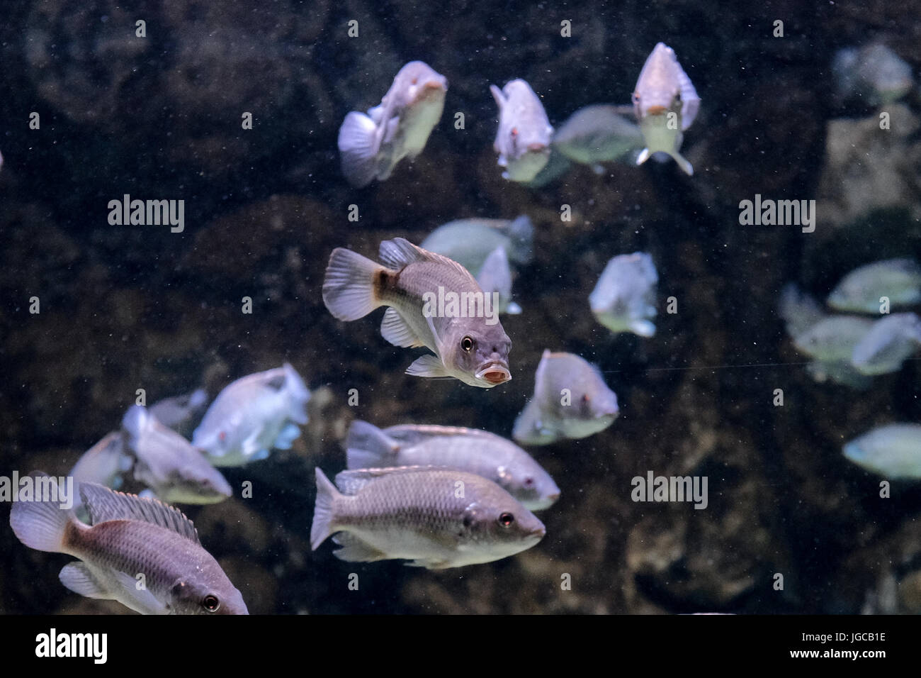 Jerusalem, Israel. 5. Juli 2017. Die Vorbereitungen sind im Gange, für die Öffentlichkeit öffnen, ein paar Wochen voraus, der Gottesman Familie Israel Aquarium Jerusalem. Die 100.000.000 ILS, 6.500 Quadratmeter Messgerät Aquarium, das erste seiner Art im Nahen Osten, mit mehr als 30 Becken unterschiedlicher Größe präsentiert Israels vielfältigen marinen Lebensräume und wird voraussichtlich eine wichtige touristische Attraktion in Jerusalem zu sein. Bildnachweis: Nir Alon/Alamy Live-Nachrichten Stockfoto