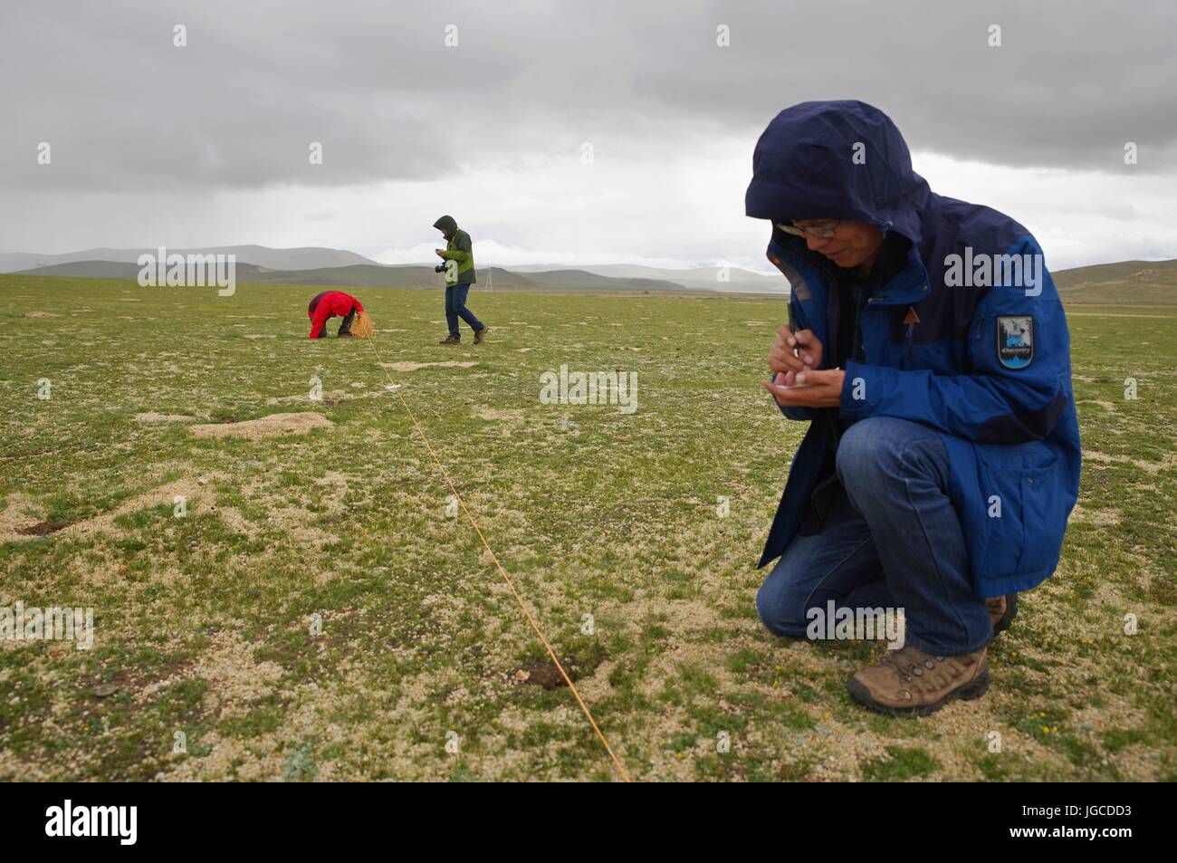 (170705)--NAGQU, 5. Juli 2017 (Xinhua)--Wissenschaftler Jiang Xuelong prüft die Löcher von Ratten und Kaninchen in Nagqu Südwesten Chinas Tibet autonome Region, 3. Juli 2017. China begann seine zweite wissenschaftliche Expedition nach der Qinghai-Tibet-Plateau um Veränderungen im Klima, Biodiversität und Umwelt in den letzten Jahrzehnten zu studieren.  (Xinhua/Liu Dongjun) (lb) Stockfoto