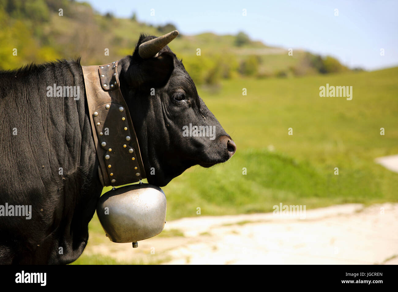 Portrait einer Kuh trägt eine Glocke, Schweiz Stockfoto