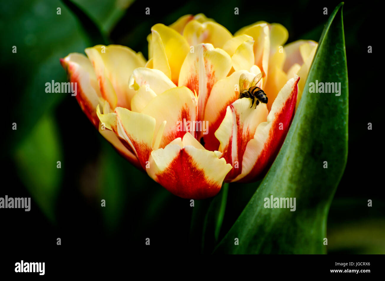 Biene auf einer Tulpe, Australien Stockfoto