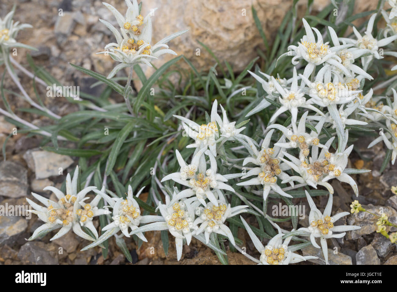 Alpen-Edelweiß, Edelweiß, Edelweiss, Alpen-Edelweiß, Leontopodium ...