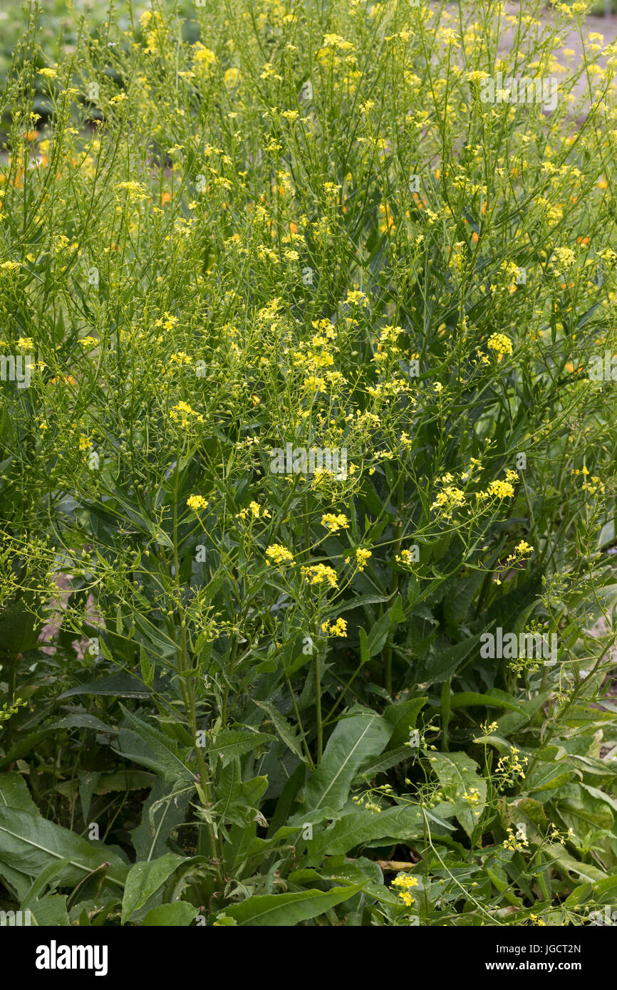 Orientalisches Zackenschötchen, Glattes Zackenschötchen, Türkische Rauke, Bunias Orientalis, warziger Kohl, türkische Wartycabbage, warziger Kohl, hill Stockfoto