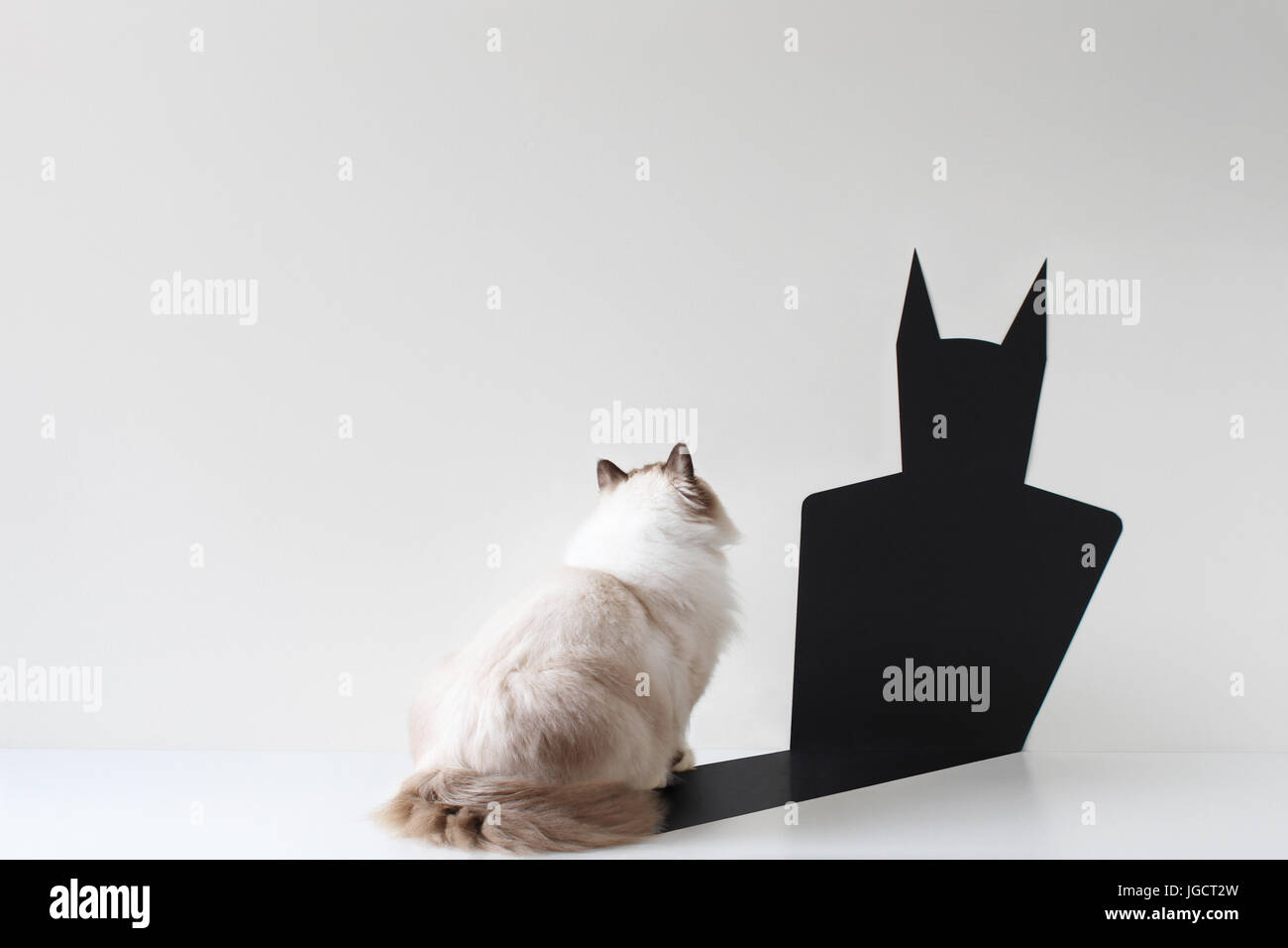 Konzeptionelle Ragdoll Katze suchen zu bat Schatten Stockfoto