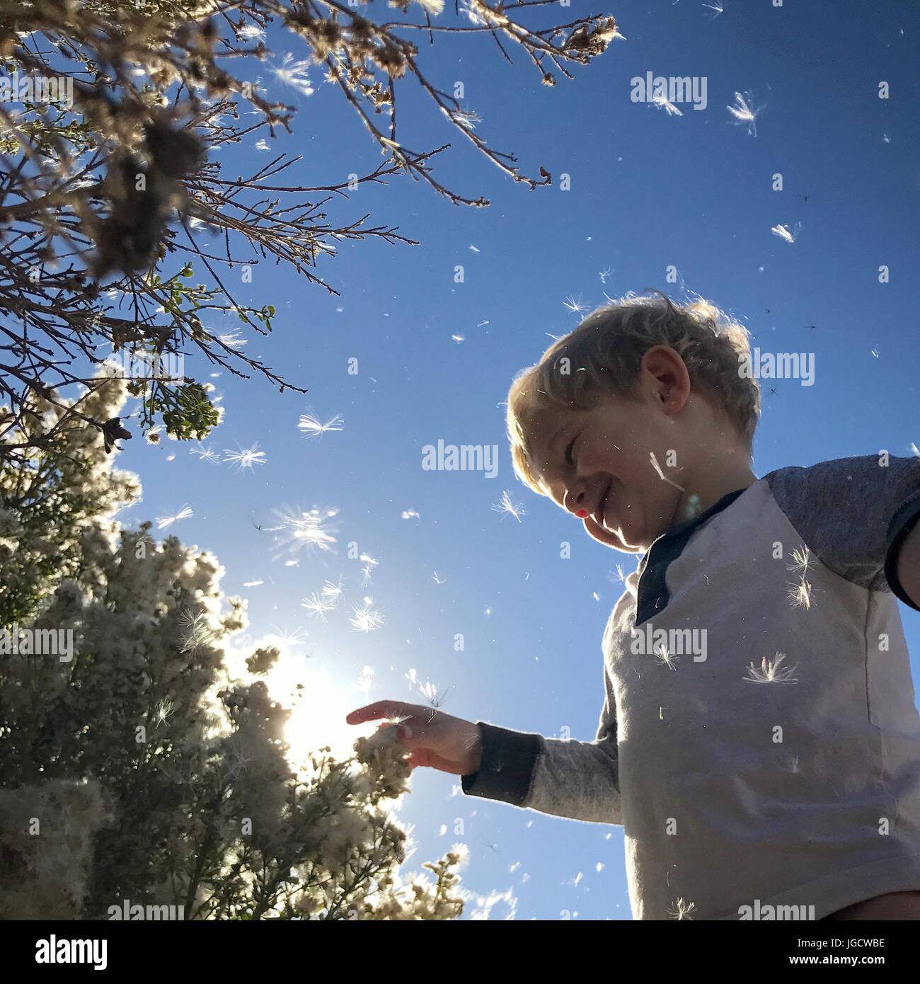 Junge berühren Blumen weht weg, Orange County, Kalifornien, USA Stockfoto