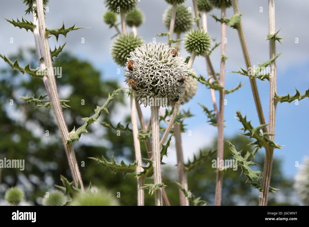 ECHINOPS Sphaerocephalus 'Arctic Glow' mit Bienen Stockfoto