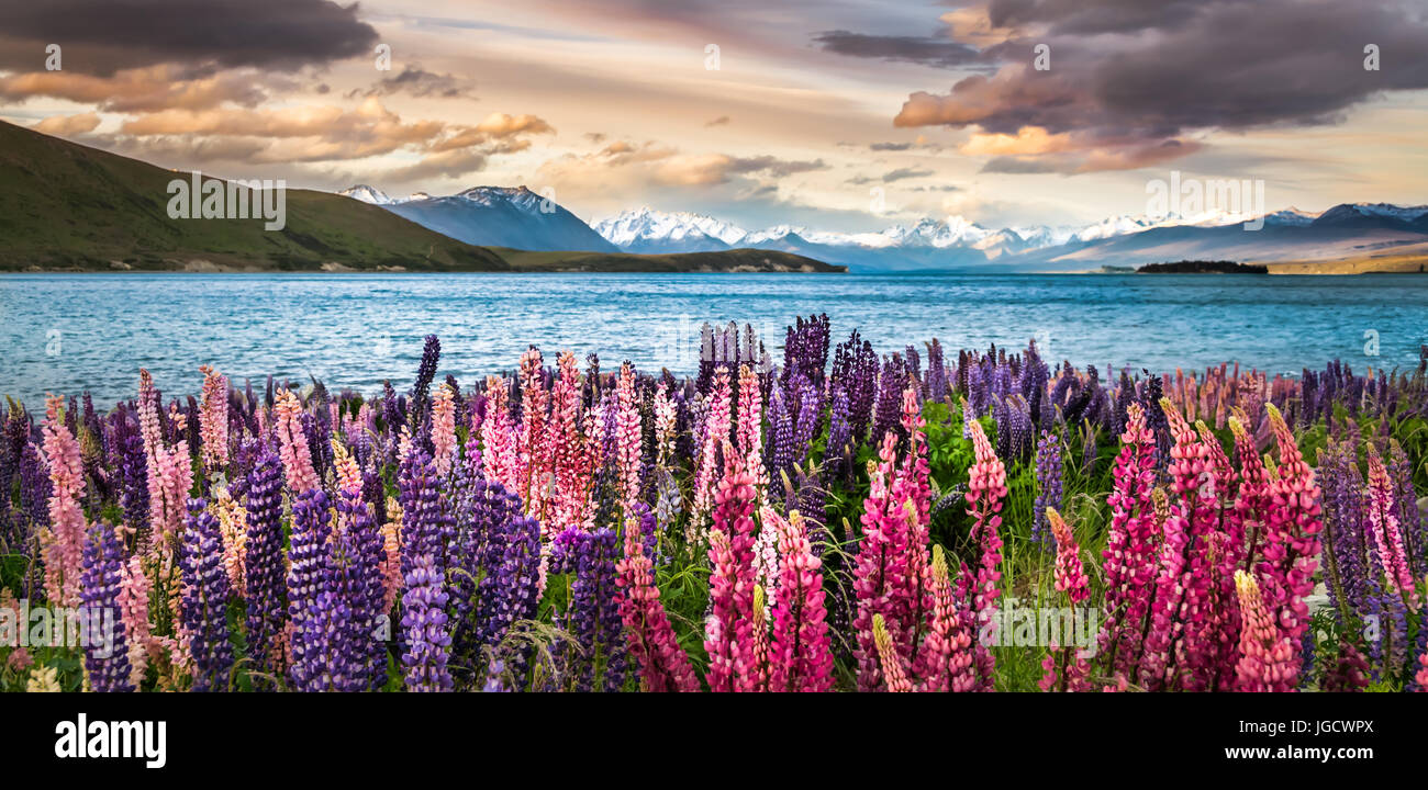 Blühenden Lupinen auf die Ufer des Lake Tekapo, Canterbury, Südinsel, Neuseeland Stockfoto Blühenden Lupinen auf die Ufer des Lake Tekapo, Canterbury, Südinsel, Neuseeland Stockfoto