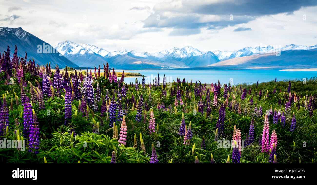 Blühenden Lupinen auf die Ufer des Lake Tekapo, Canterbury, Südinsel, Neuseeland Stockfoto