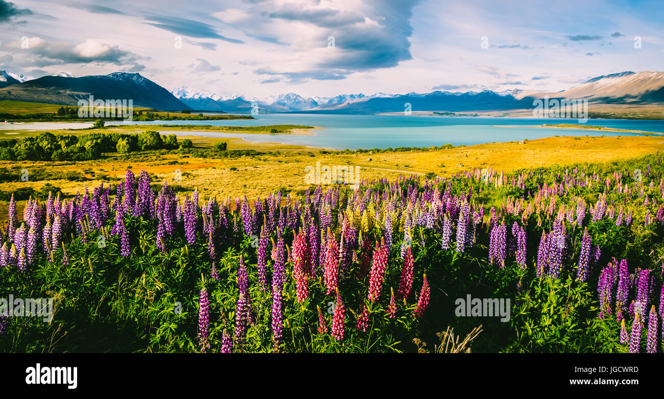 Blühenden Lupinen auf die Ufer des Lake Tekapo, Canterbury, Südinsel, Neuseeland Stockfoto Blühenden Lupinen auf die Ufer des Lake Tekapo, Canterbury, Südinsel, Neuseeland Stockfoto