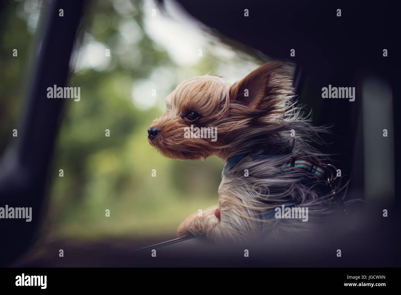 Windgepeitschten Yorkie Welpen Hund aus einem Autofenster Stockfoto