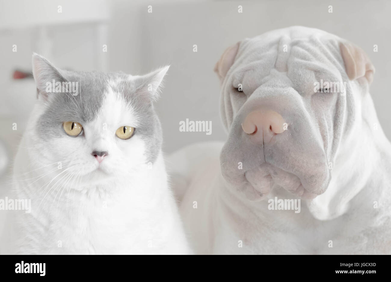 Porträt eines Shar-pei Hund und Britisch Kurzhaarkatze Stockfoto