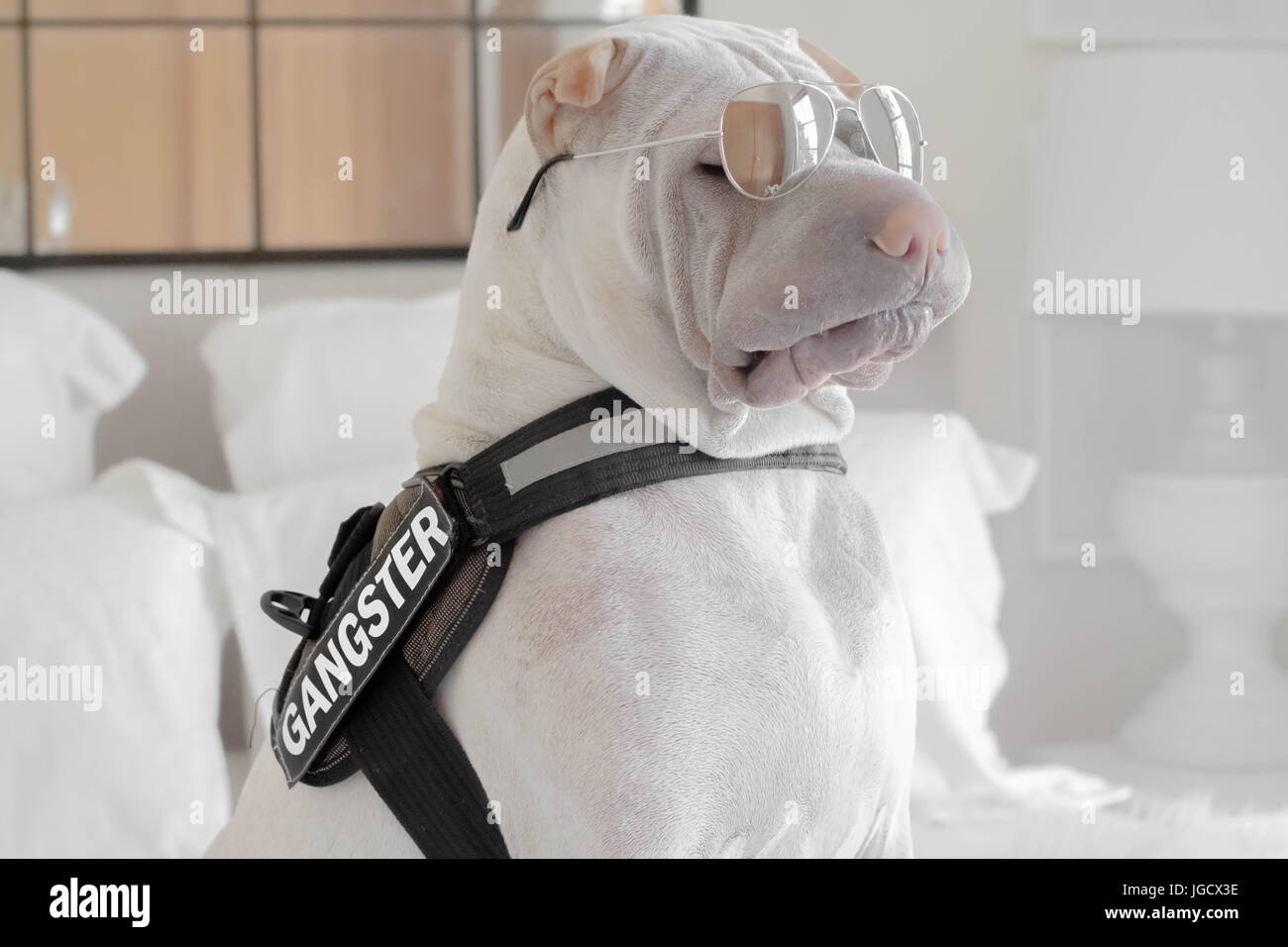 Shar-pei Hund mit einem Gangster-Gürtel und Sonnenbrillen Stockfoto