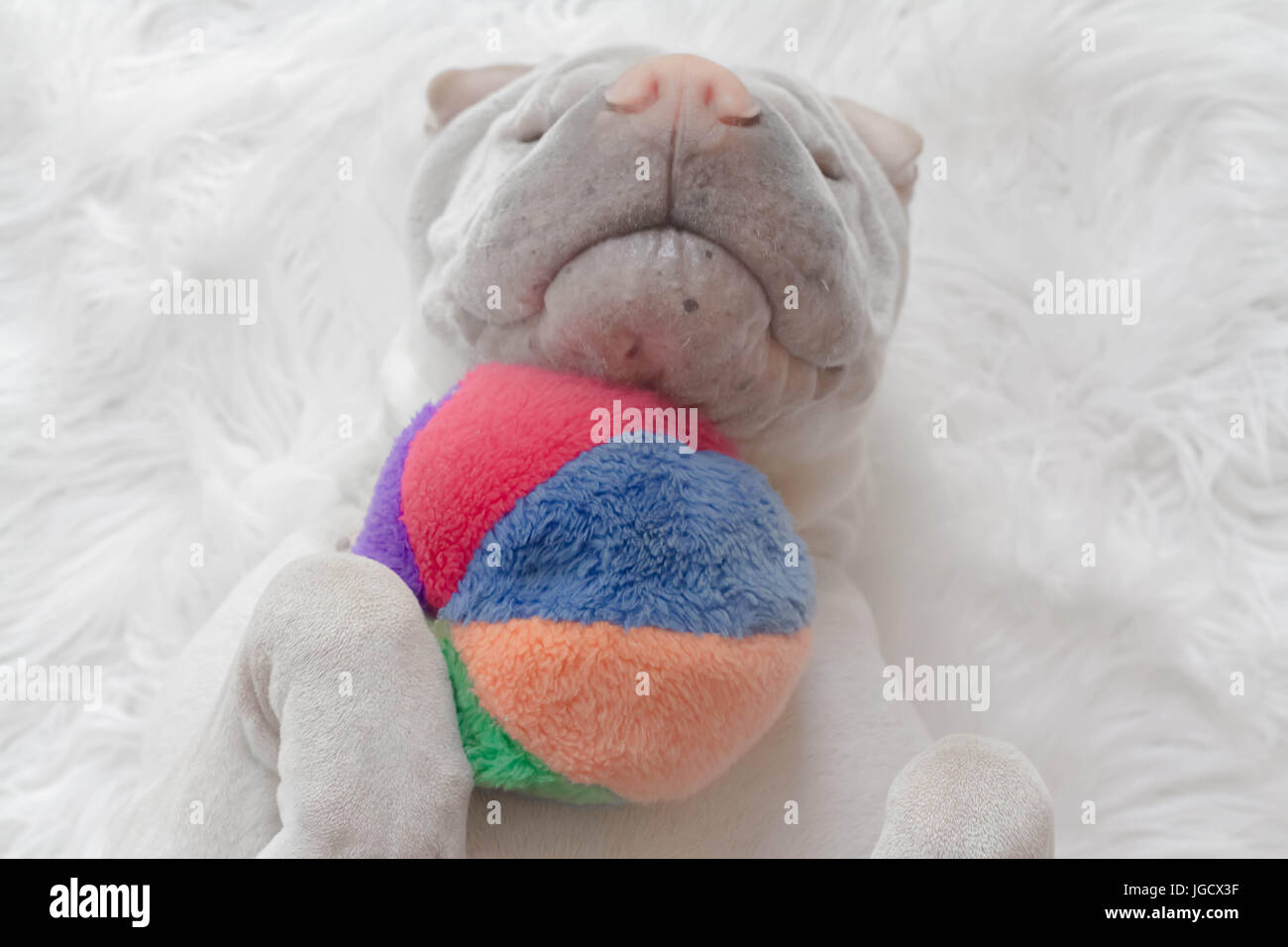 Shar-pei Hund auf dem Rücken liegend, mit einem ball Stockfoto