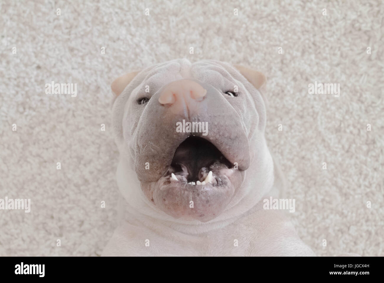 Shar-pei Hund liegend auf einem Teppich mit offenem Mund Stockfoto