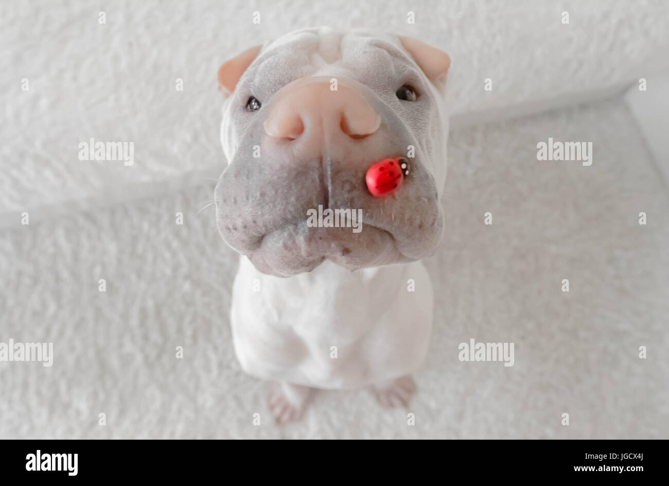 Shar-pei Hund mit einem Marienkäfer auf der Nase Stockfoto