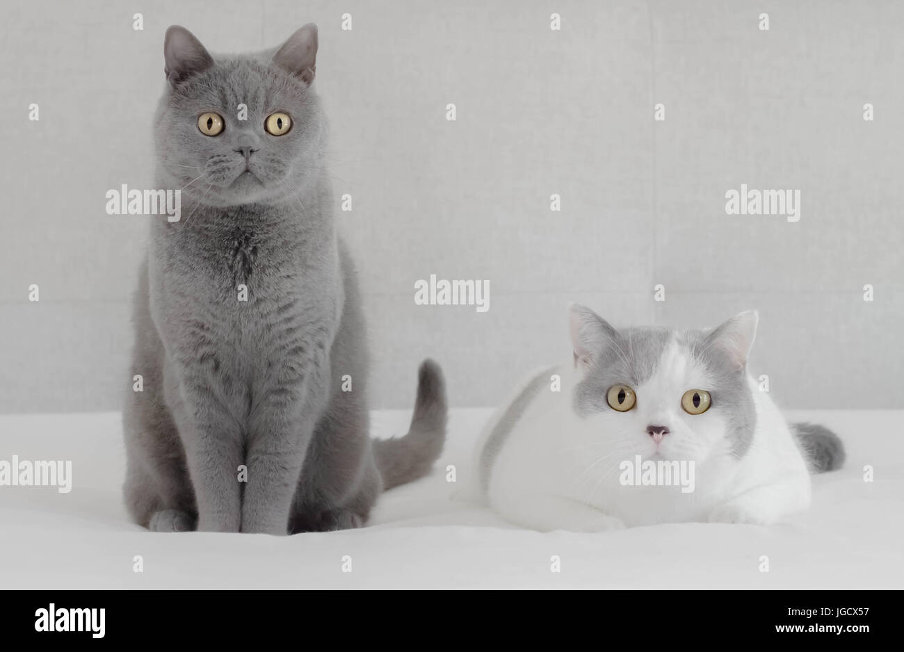 Britische blaue Katze und Britisch Kurzhaar Katze sitzen nebeneinander Stockfoto
