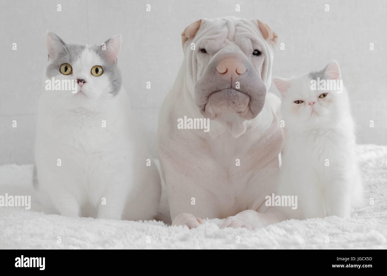 Shar-pei Hund sitzt eine britisch Kurzhaarkatze und ein exotisch Kurzhaar-Kätzchen Stockfoto