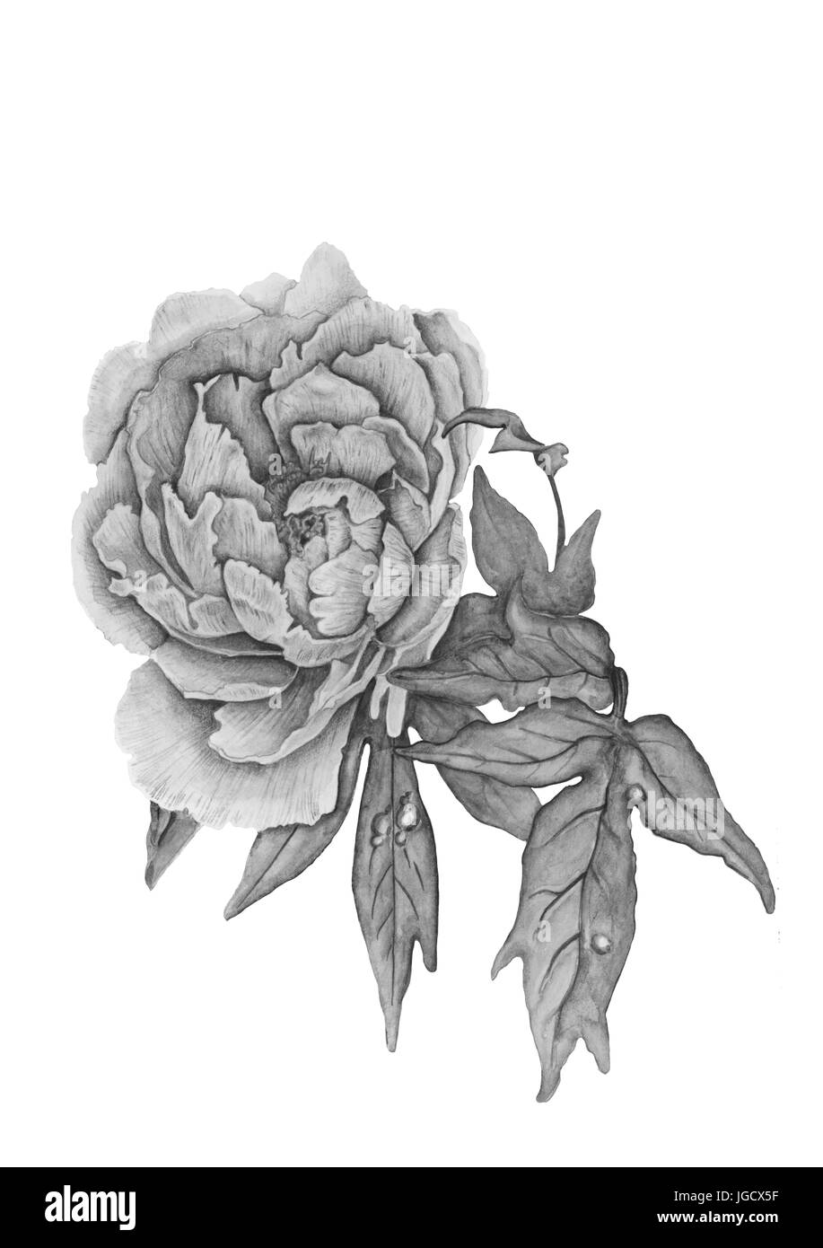 Aquarell Zeichnung einer Pfingstrose Blume Stockfoto