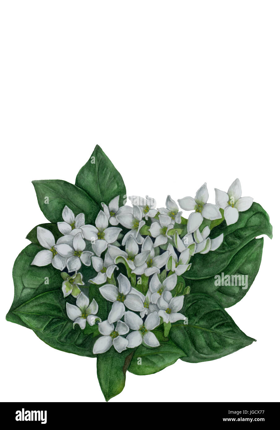 Aquarell Zeichnung einer Bouvardia Blume Stockfoto
