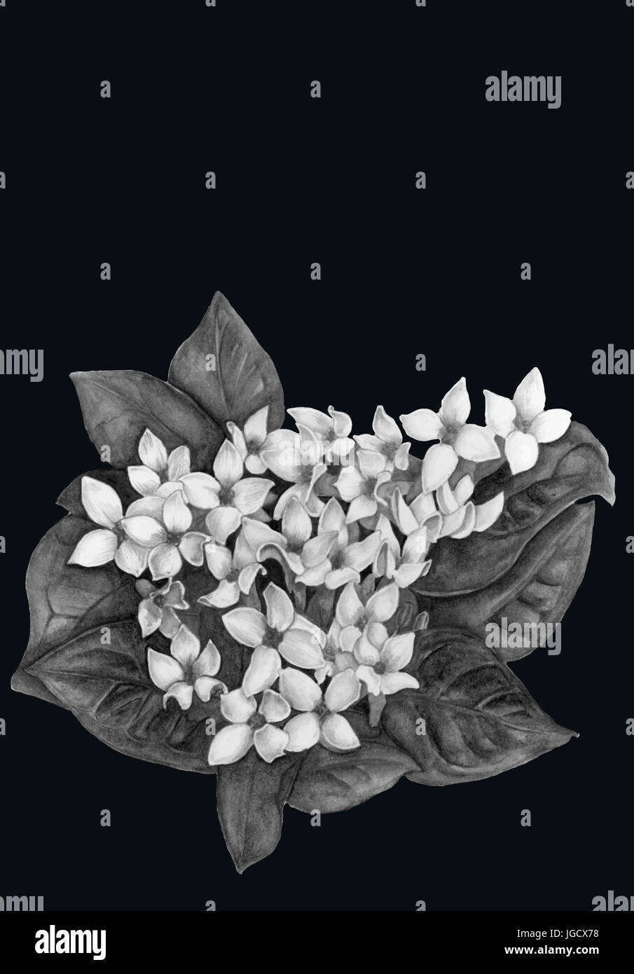 Aquarell Zeichnung einer Bouvardia Blume Stockfoto
