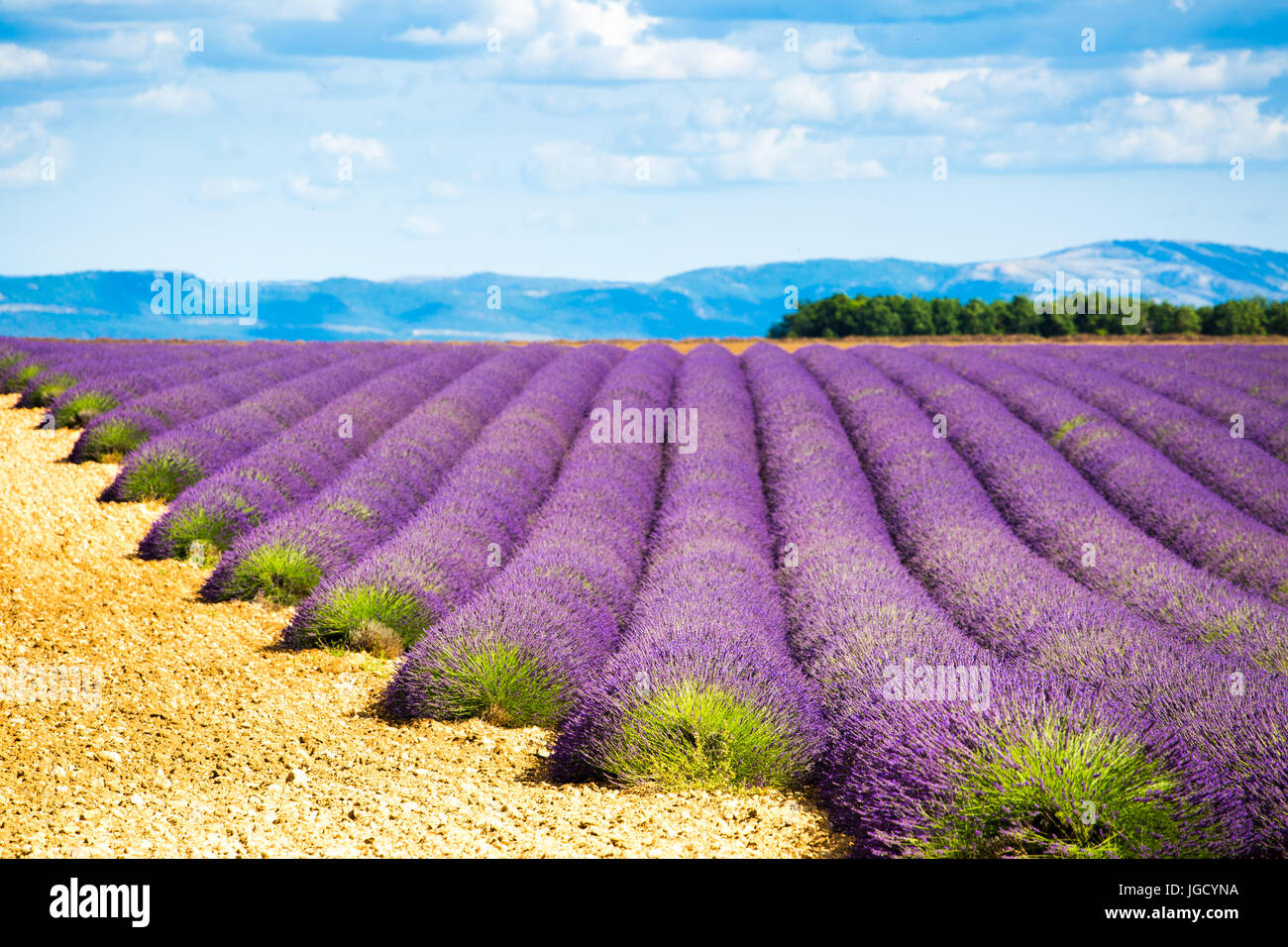 Plateau von Valensole, Provence, Frankreich. Lavendelfelder in voller Blüte Stockfoto