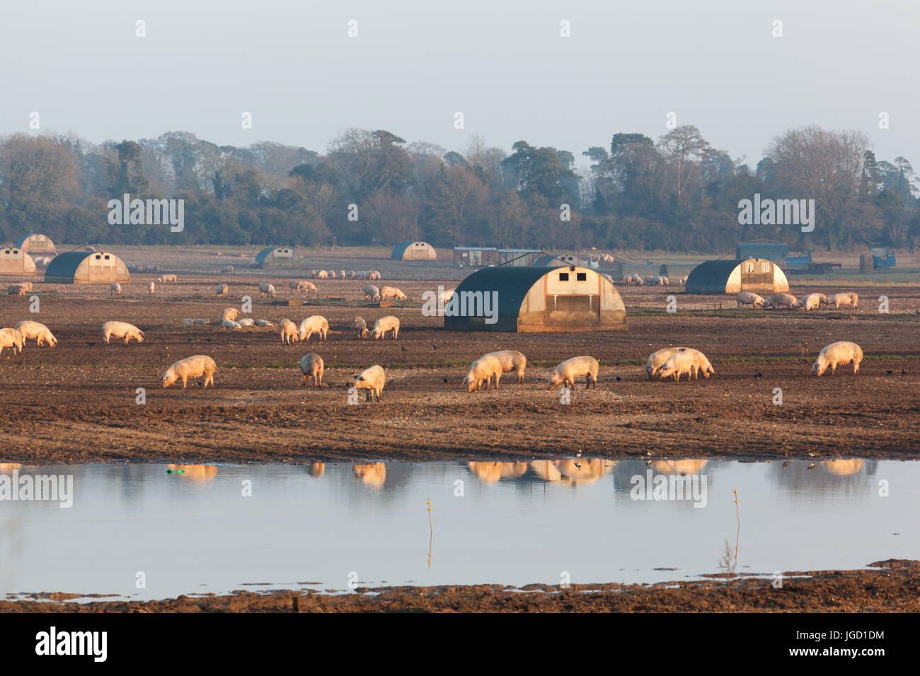 Freilandhaltung Schweine im Freiland spiegelt sich im Wasser. Ungespitzten. Stockfoto