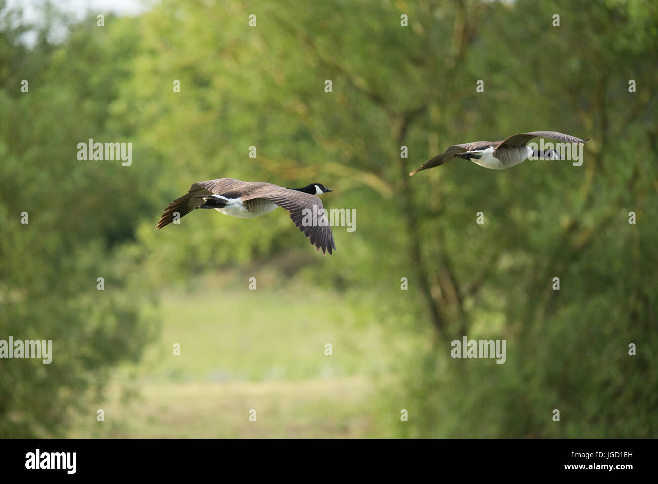 Paar Kanadagans (Branta Canadensis) fliegen durch Wald, seitliche Ansicht von hinten. ungespitzten Stockfoto