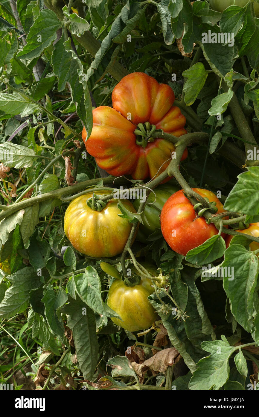 Fleischtomaten Reifung auf Tomaten Pflanzen, Solanum Lycopersicum,  Andalusien, Spanien Stockfotografie - Alamy