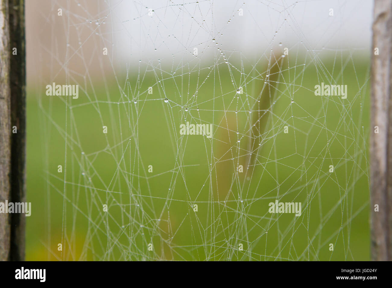 500px Foto-ID: 171548611 - Spider Web und Tau-Tropfen Stockfoto