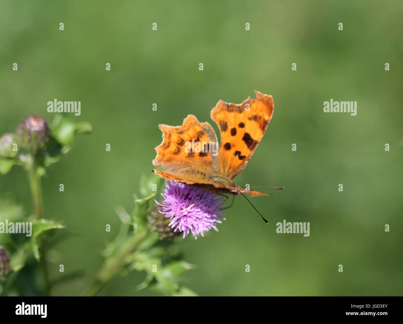 Komma-Schmetterling Stockfoto