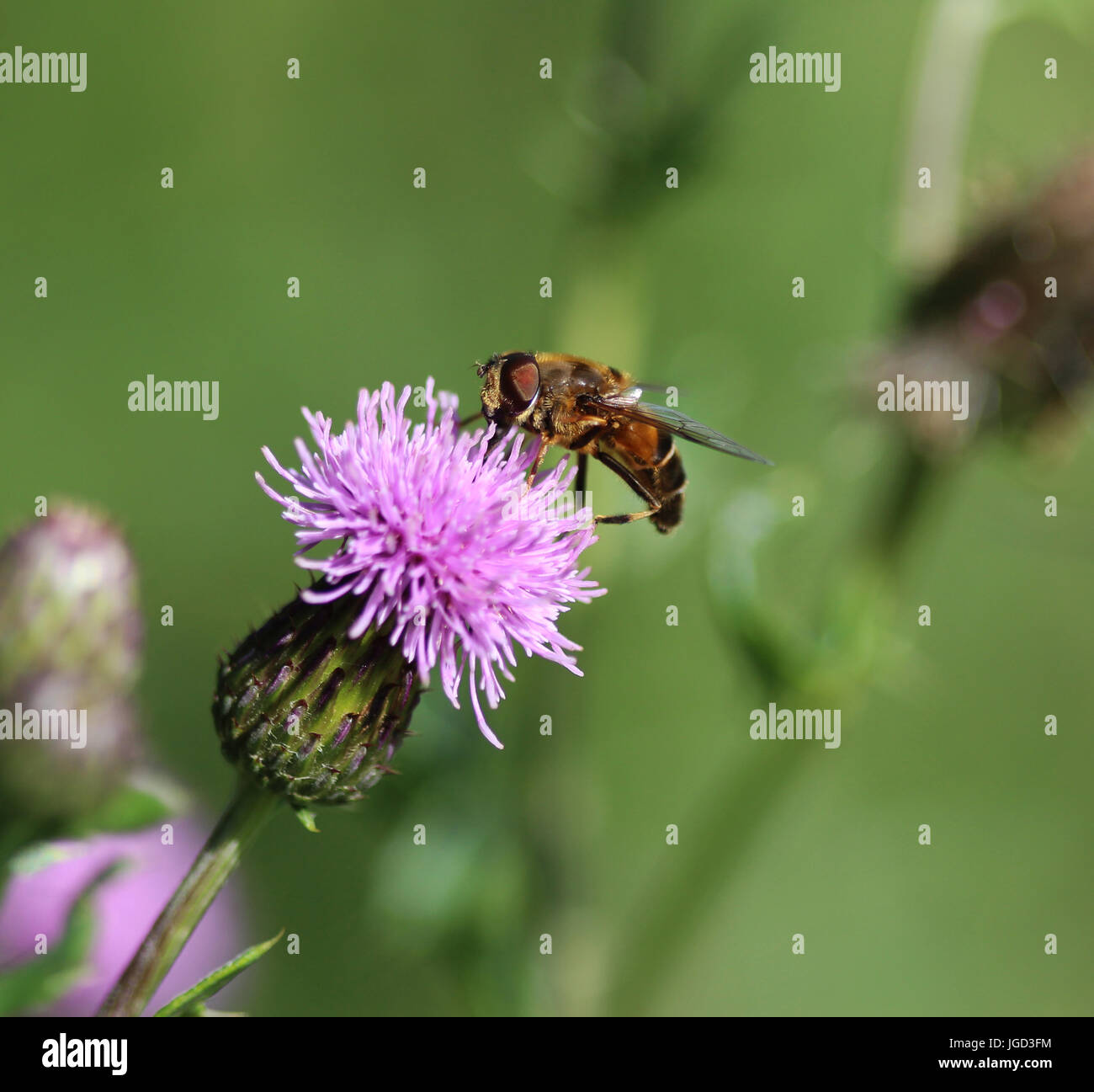 Drohne fliegen Stockfoto